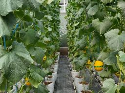 PLN UIP JBTB Karang Taruna sukses panen perdana 600 melon New Kinanti hidroponik di Desa Winong.