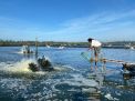 Program Electrifying Agriculture PLN Sukses Dukung Produktivitas 6.167 Petani di 197 Lokasi di Indonesia