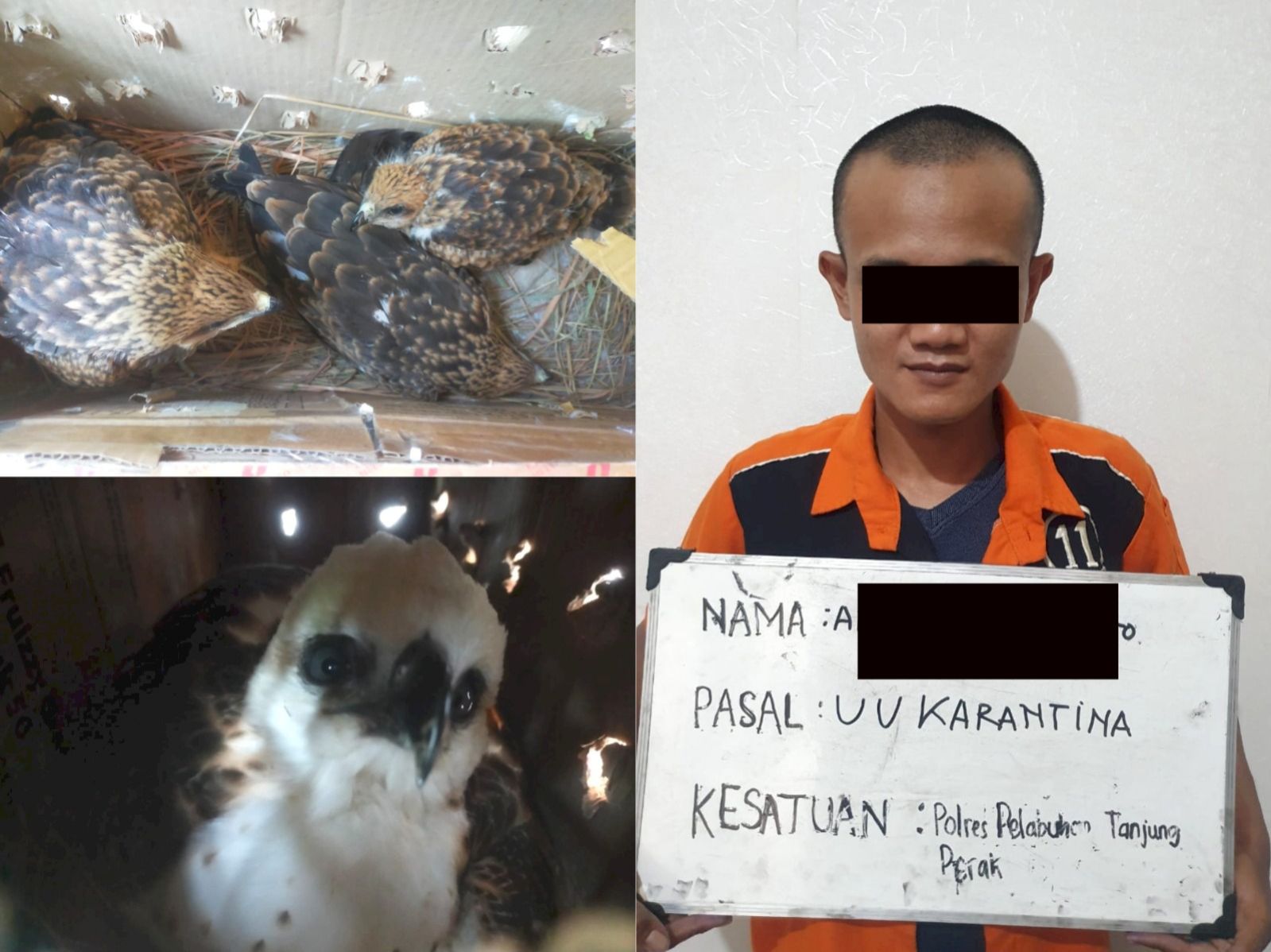 Diduga Perjual Belikan Hewan Satwa Dilindungi Pria Asal Surabaya Ditangkap Polisi